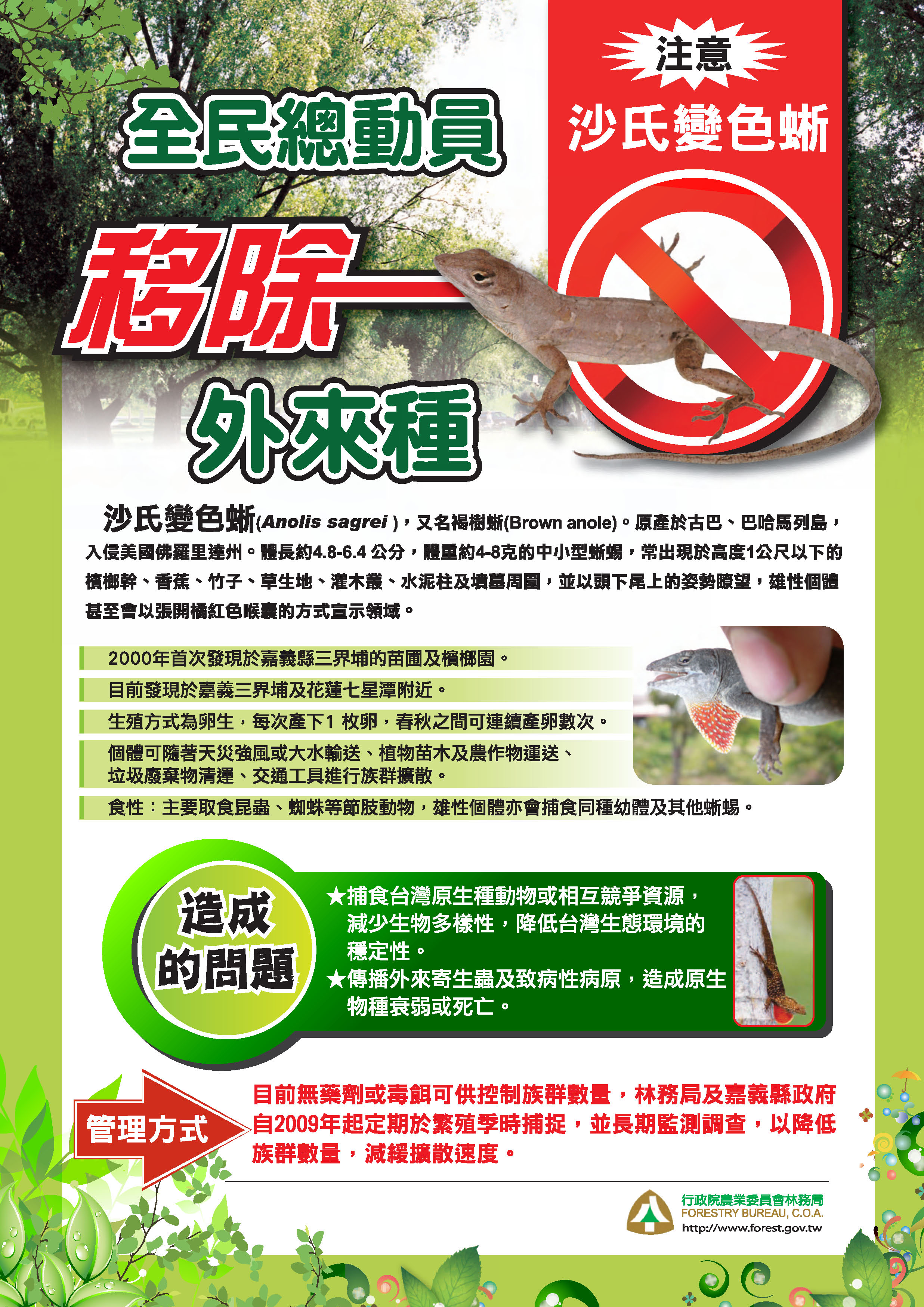 全民總動員 移除外來種 沙氏變色蜥